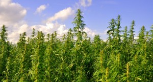 Eric Holder Just Announced A Major Shift On U.S. Marijuana Policy