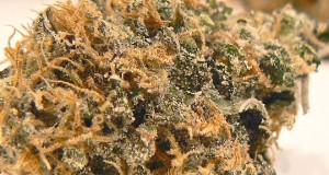 Open a Marijuana Dispensary in Tacoma