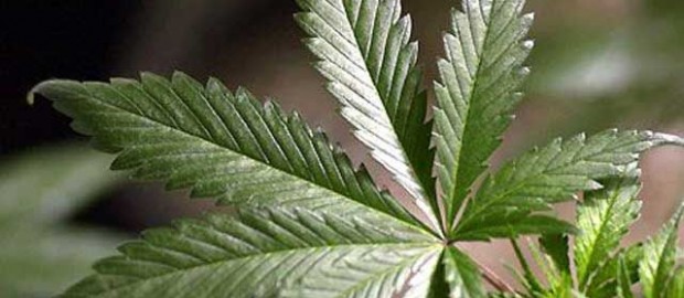 Cannabis Law in Seattle