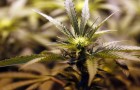 Marijuana Laws in Washington
