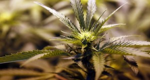 Marijuana Laws in Washington