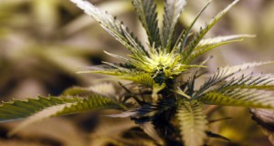 How to Start a Marijuana Dispensary in Washington