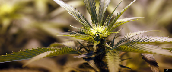 How to Start a Marijuana Dispensary in Washington