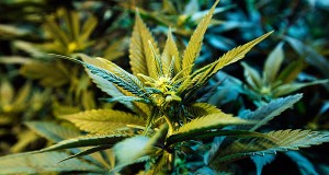 I 502 Cannabis Law