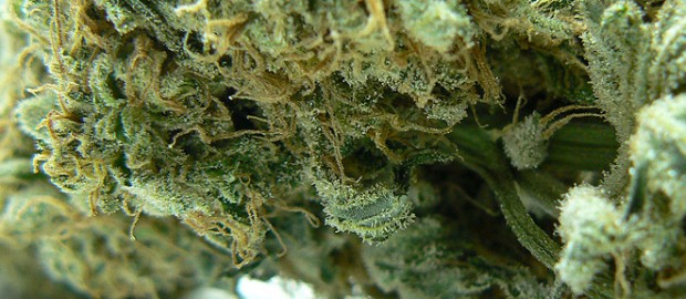 Cannabis Laws in Washington