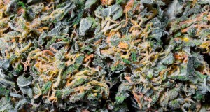 Selling Marijuana in Washington State