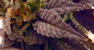 Washington State Marijuana Laws