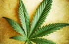 Cannabis Courses Online