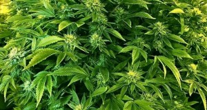 Washington Cannabis Patient Protection Act